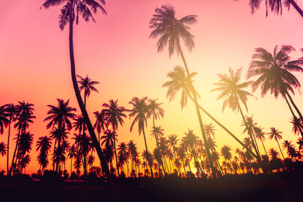 istock Tropical palm coconut trees on sunset sky nature background. 1127705201