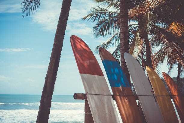 istock Many surfboards beside coconut trees at summer beach with sun light and blue sky background. 1127705391