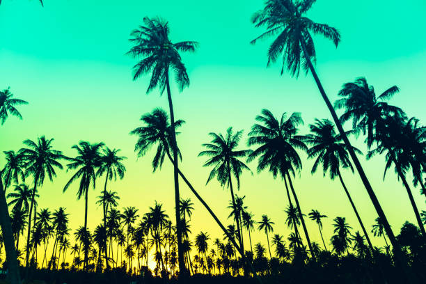 istock Tropical palm coconut trees on sunset sky nature background. 1127705549