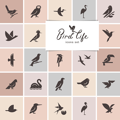 Isolated items birds. Birds icon set in gray color. Perfect for illustration, decoration and print.