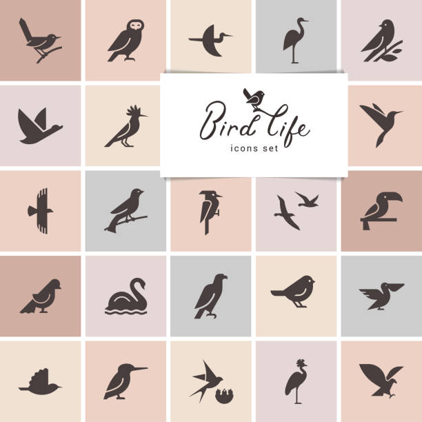 Birds icon set. Logotype or brand for company. Web site isolated icon set. Isolated items birds. Birds icon set in gray color. Perfect for illustration, decoration and print. pelican silhouette stock illustrations