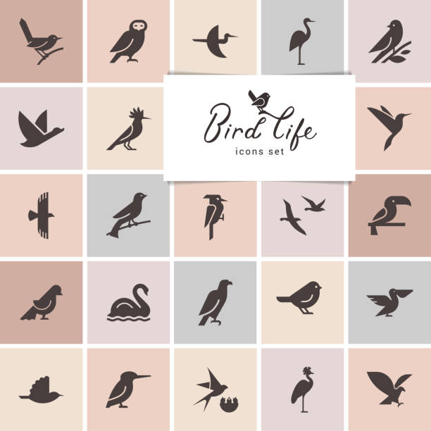 Birds icon set. Logotype or brand for company. Web site isolated icon set. Isolated items birds. Birds icon set in gray color. Perfect for illustration, decoration and print. pics for toucan flying stock illustrations