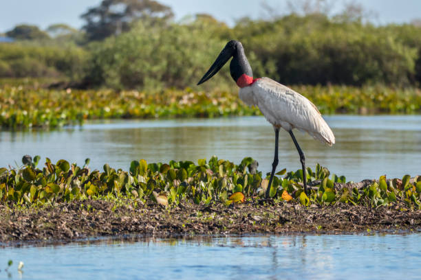 Jabiru stork Jabiru stork, Jabiru mycteria, Pantanal, Mato Grosso, Brazil pantanal wetlands stock pictures, royalty-free photos & images