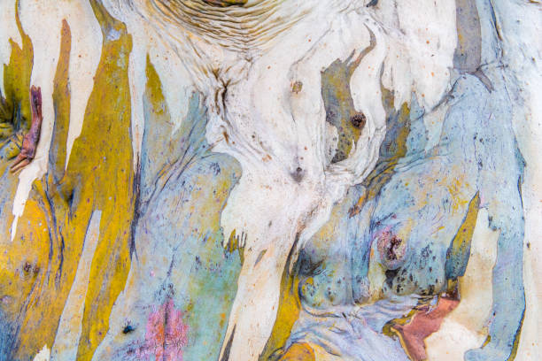 textura da casca de eucalipto árvore, colorido padrão abstrato natural - casca de árvore - fotografias e filmes do acervo