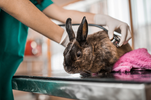 Unrecognizable veterinarian examining rabbit with stethoscope at animal hospital.
