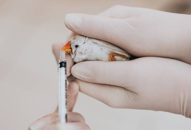 Close up of unrecognizable people feeding small bird with a syringe.