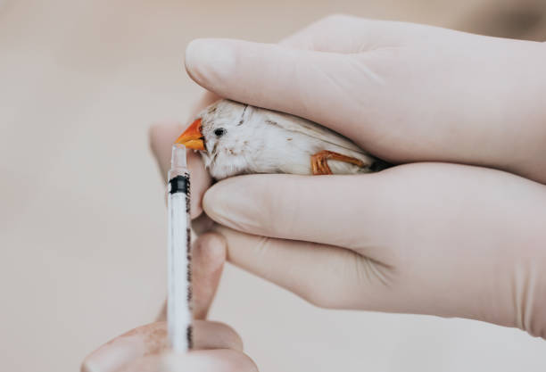 Close up of unrecognizable people feeding a bird with syringe. Close up of unrecognizable people feeding small bird with a syringe. zebra finch stock pictures, royalty-free photos & images