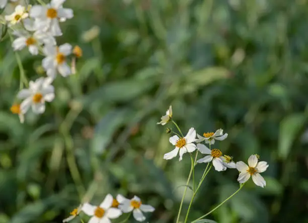 Scene with white field flowers and unfocused background.