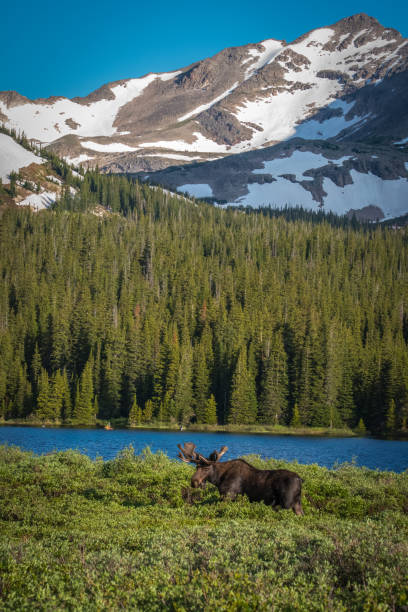 istock Mountain and lake scene features Bull moose 1127710393