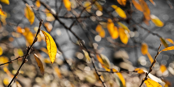 Autumnal leaves with selective focus on a sunny day.