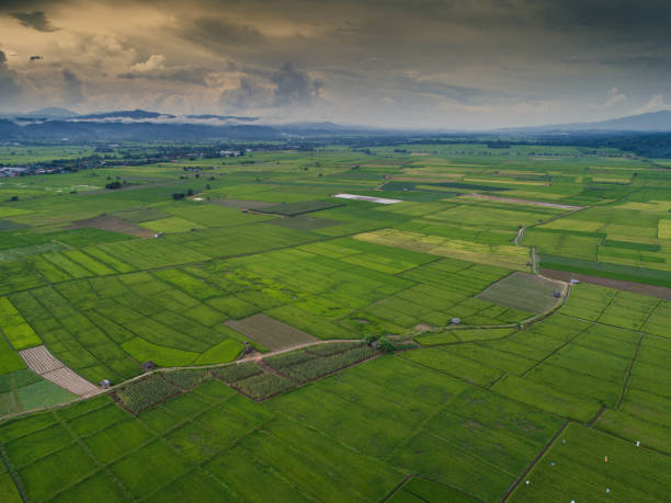 istock aerial view high angle view of Field in Thailand 1127712012