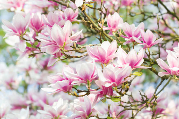 magnolia hermoso brezo de lüneburg, alemania - tree magnolia vibrant color close up fotografías e imágenes de stock