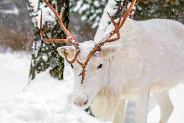 istock Cute white deer in a pine forest on the background of evergreen trees and snow. Winter in Russia. 1127712708