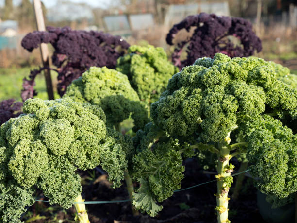 istock green and red borecole or kale in garden 1127713024