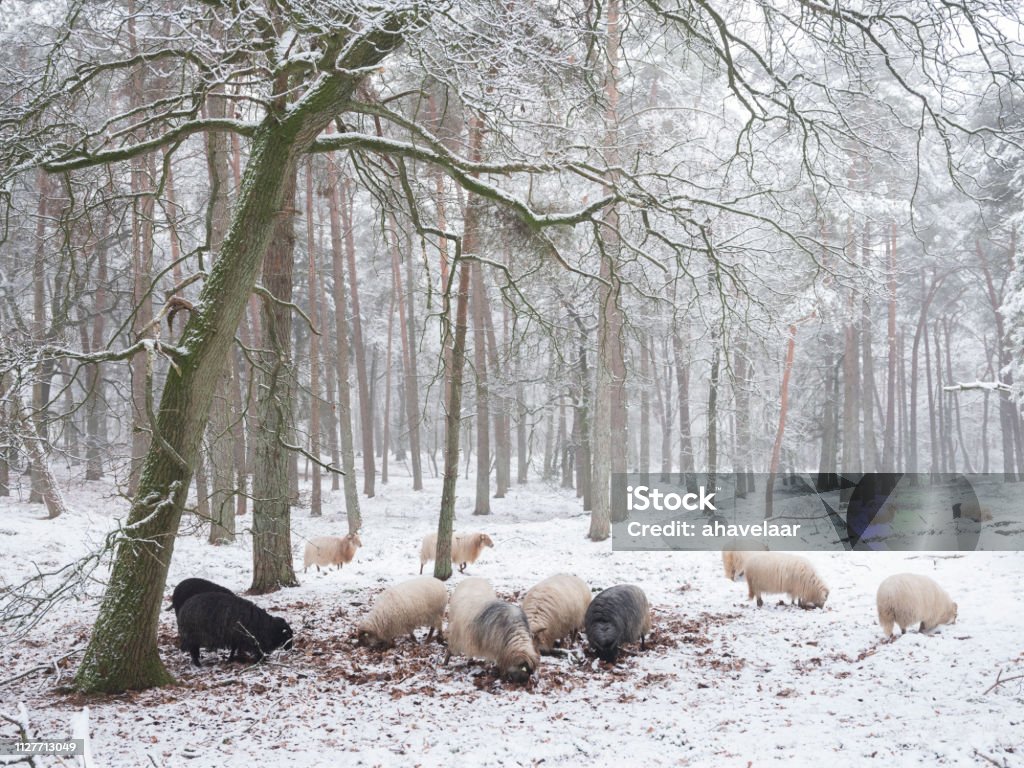 flock of sheep in snow between trees of winter forest near utrecht in holland flock of sheep in snow between trees of winter forest near utrecht and zeist in the netherlands Agriculture Stock Photo