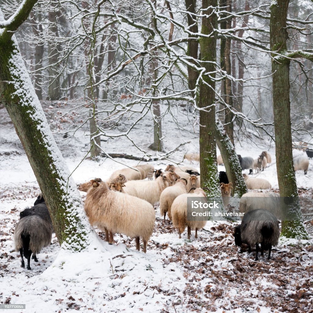 flock of sheep in snow between trees of winter forest near utrecht in holland flock of sheep in snow between trees of winter forest near utrecht and zeist in the netherlands Agriculture Stock Photo