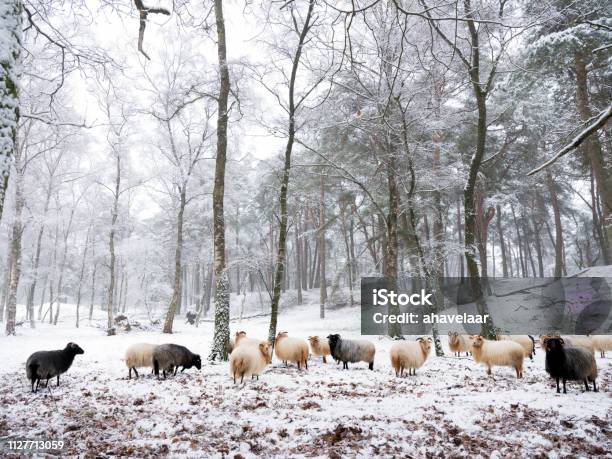 Flock Of Sheep In Snow Between Trees Of Winter Forest Near Utrecht In Holland Stock Photo - Download Image Now