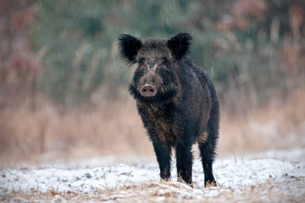 istock Alerted wild boar swine in winter on snow 1127714293
