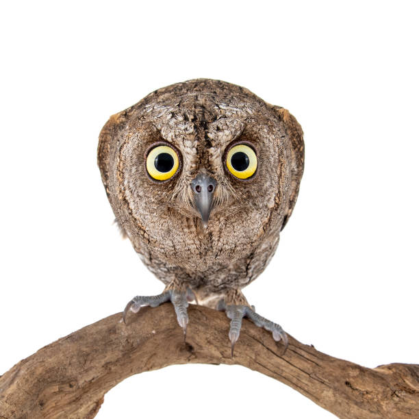 istock European scops owl, Otus scops, sitting on a stick. Isolated on white background 1127715310