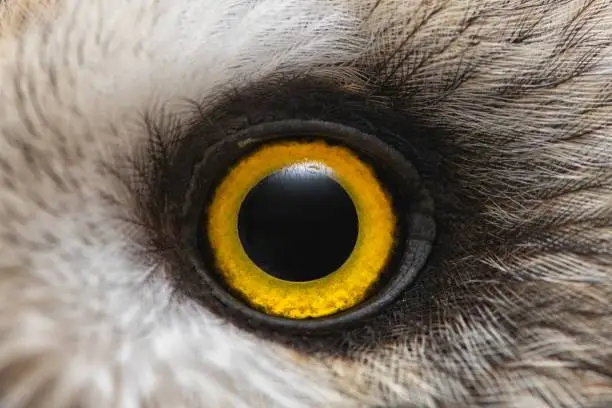 Photo of Owl's eye close-up, macro photo, Eye of the Short-eared Owl, Asio flammeus