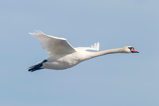 Mute Swan in flight blue sky (Cygnus olor)