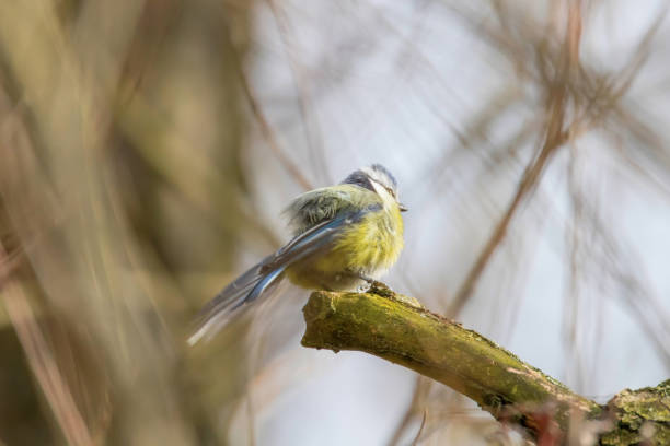 istock Blue tit on branch, Eurasian blue tit, (Cyanistes caeruleus) Cute little Bird 1127715857