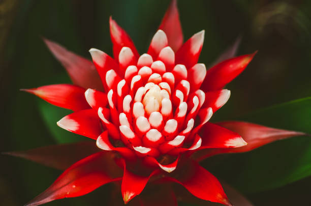 istock Beautiful red Guzmania bromelia flower 1127715881