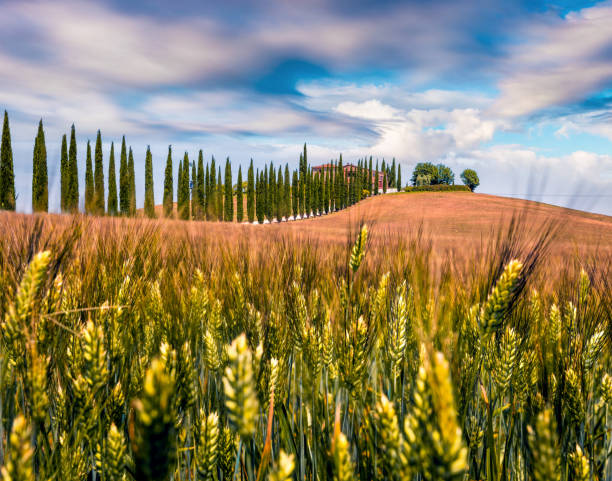 classic tuscan view with farmhouse and cypress trees. colorful summer view of italian countryside, val d'orcia valley, san quirico d'orcia location. beauty of countryside concept background. - val tuscany cypress tree italy imagens e fotografias de stock