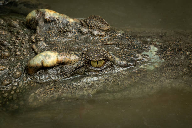 istock Close-up of crocodile head in muddy water 1127718282