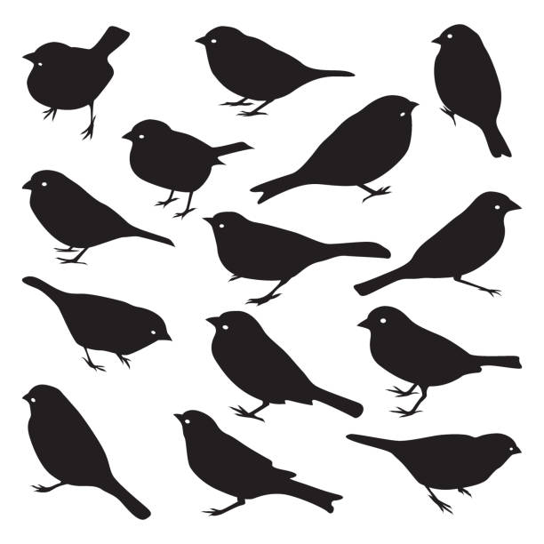 vector set sparrow silhouetten. - sperling stock-grafiken, -clipart, -cartoons und -symbole