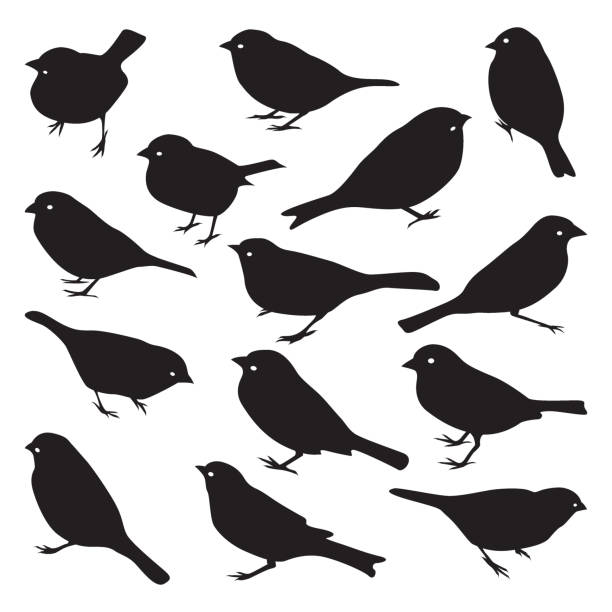 stockillustraties, clipart, cartoons en iconen met vector set sparrow silhouetten. - sparrows
