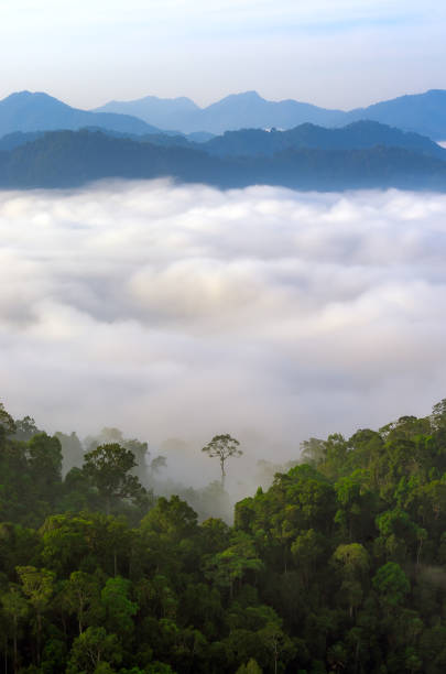 istock Kaeng Krachan National Park. 1127723972