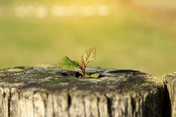 istock Young plant growing on tree stump with blurred green background. New life or environment symbolic concept. 1127724625