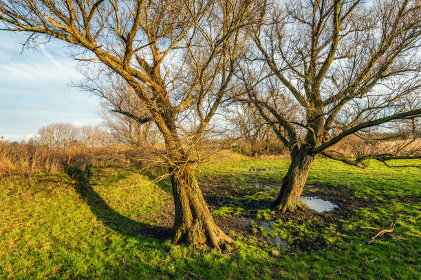 istock Two inclined trees with bare branches in the light of the setting sun 1127724695