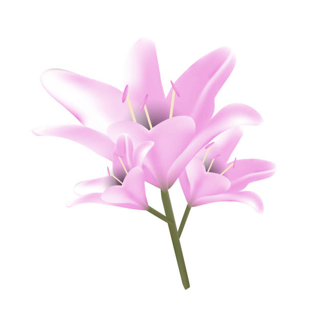 istock Bouquet of pastel pink lilies. 1127725790