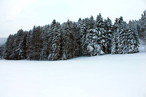 Coniferous forest with fresh snow - rich in contrast