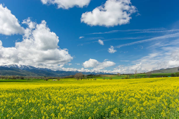 Amazing cloudscape and endless rape fields in Llivia, Girona, Spain llivia stock pictures, royalty-free photos & images