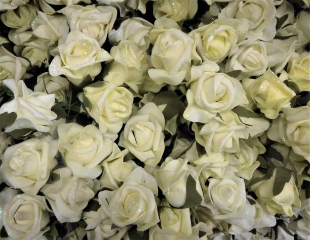 istock Bed of White Roses 1127727468