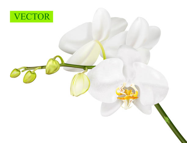 ilustraciones, imágenes clip art, dibujos animados e iconos de stock de rama de orquídeas aislada sobre fondo blanco. - moth orchid