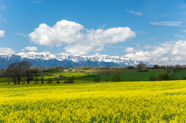 Amazing cloudscape and endless rape fields in Llivia, Girona, Spain llivia stock pictures, royalty-free photos & images