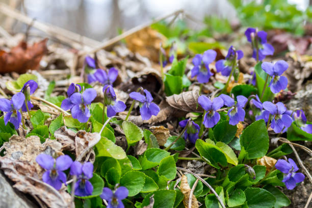 Violet spring flowers blossom in Llivia, Girona, Spain llivia stock pictures, royalty-free photos & images