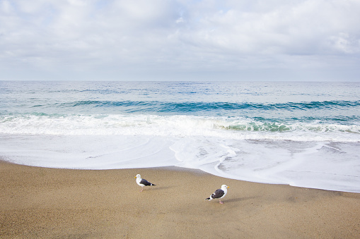 Two Birds at the pacific ocean in California