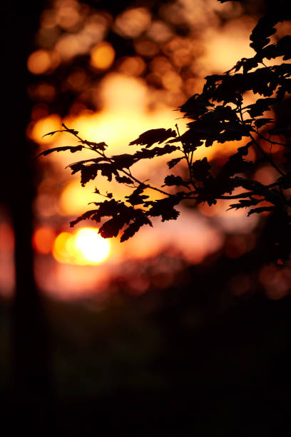 Beautiful sunset light on the oak forest