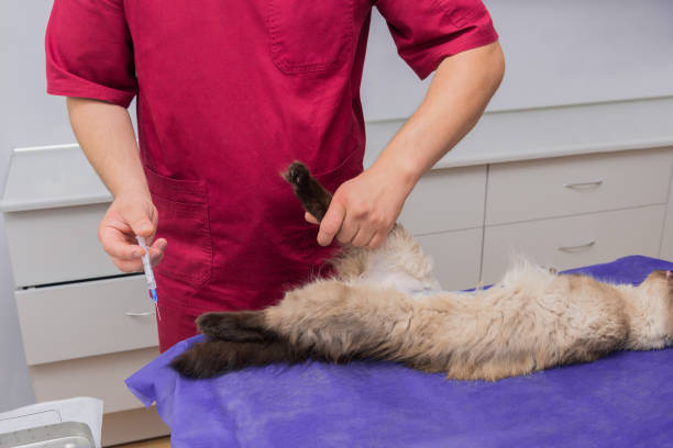 istock A veterinarian at a veterinary clinic castrates a cat 1127731662