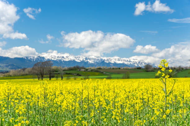 Amazing cloudscape and endless rape fields in Llivia, Girona, Spain llivia stock pictures, royalty-free photos & images