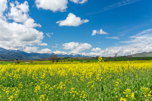 Amazing cloudscape and endless rape fields in Llivia, Girona, Spain llivia stock pictures, royalty-free photos & images