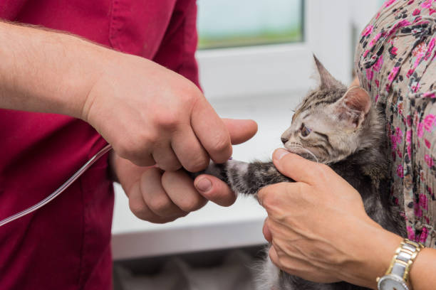 istock The veterinarian sets the drip catheter kitten 1127732791