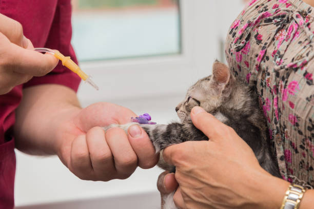istock The veterinarian sets the drip catheter kitten 1127732819