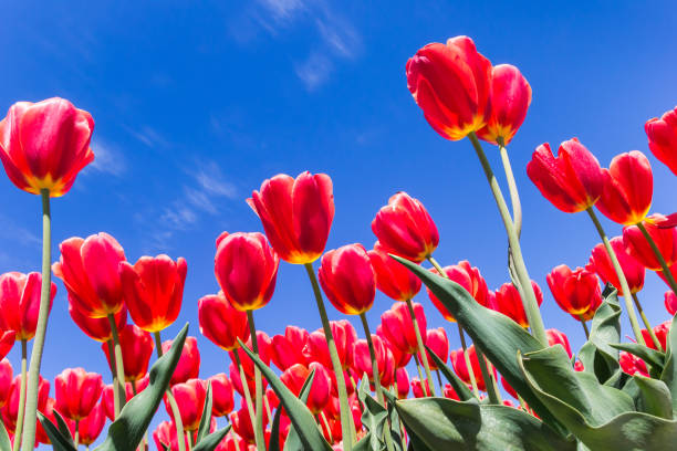 istock Colorful red tulips against a bright blue sky 1127732841