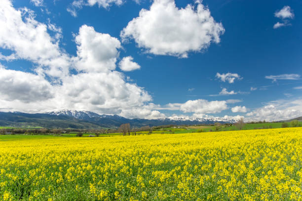 Amazing cloudscape and endless rape fields in Llivia, Girona, Spain llivia stock pictures, royalty-free photos & images